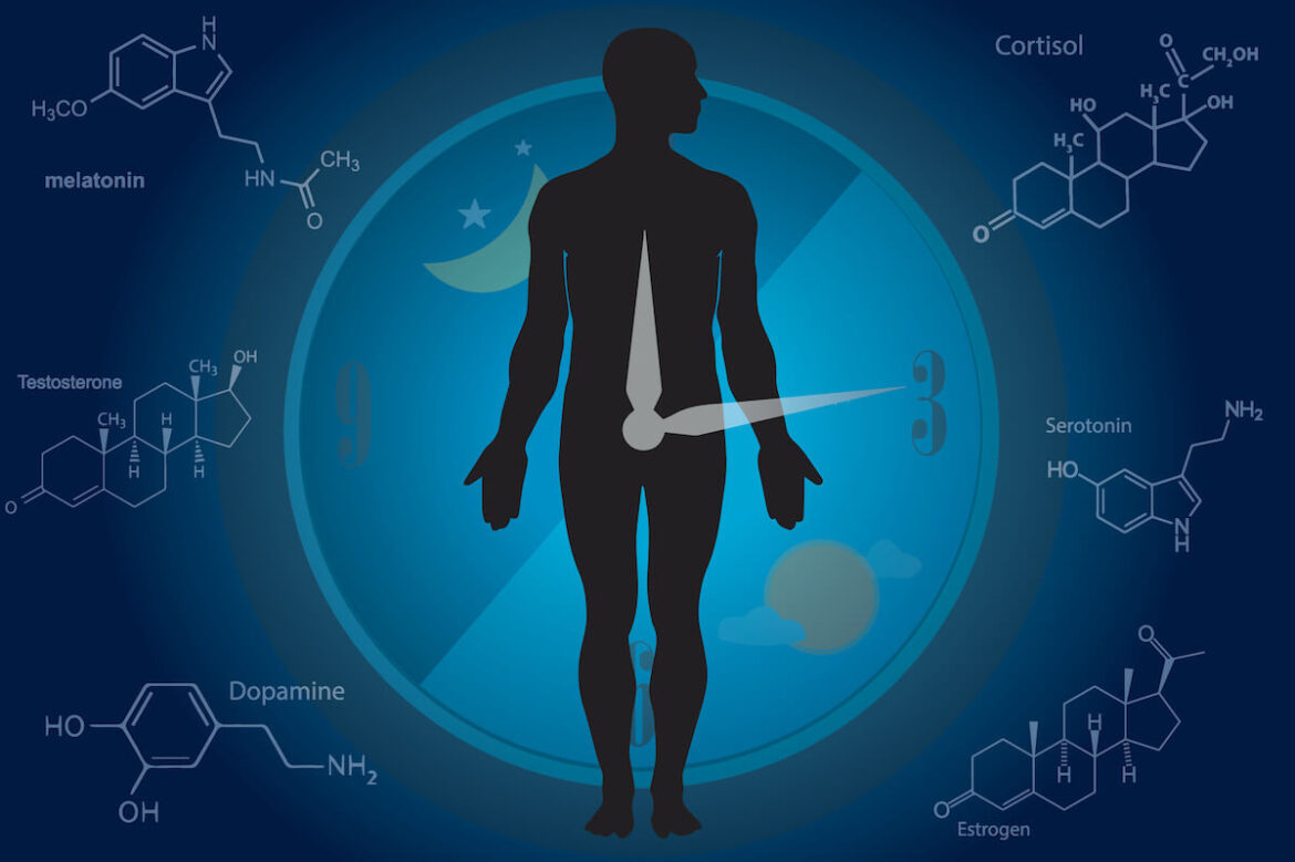 cirkadiánní rytmus