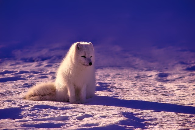 Polární liška na Sibiři