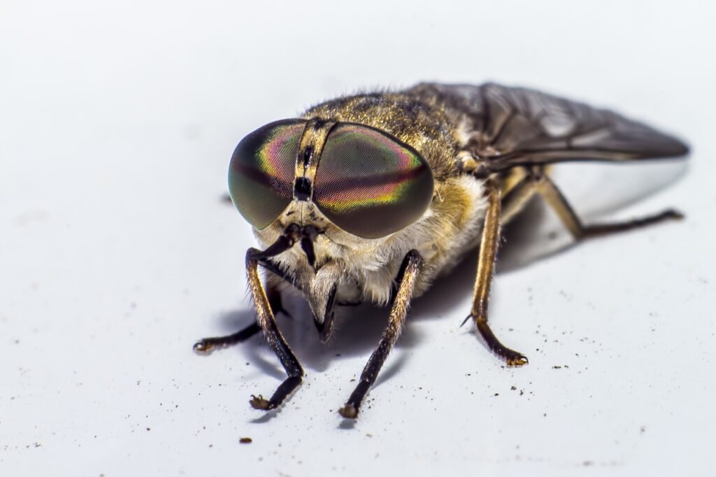 Ovád je nejrychlejší létající hmyz na světě.