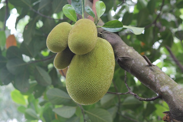 Plod jackfruit