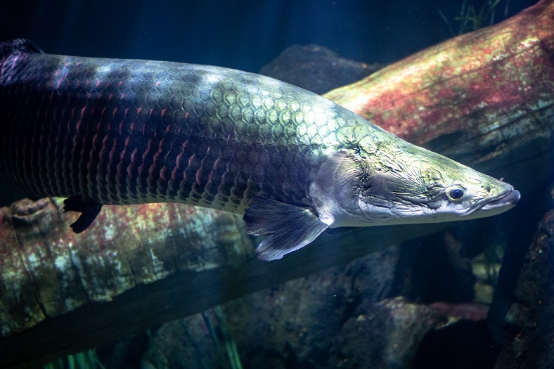 Arapaima jedna z největších sladkovodních ryb na světě