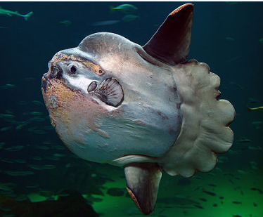 Mola mola,  jedna z nejzajímavějších a největších ryb