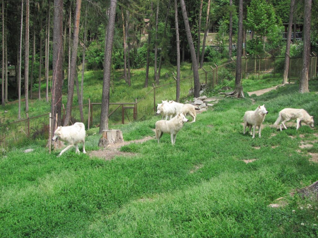 5 Tipů na nejlepší ZOO, ale i na největší a nejstarší v ČR