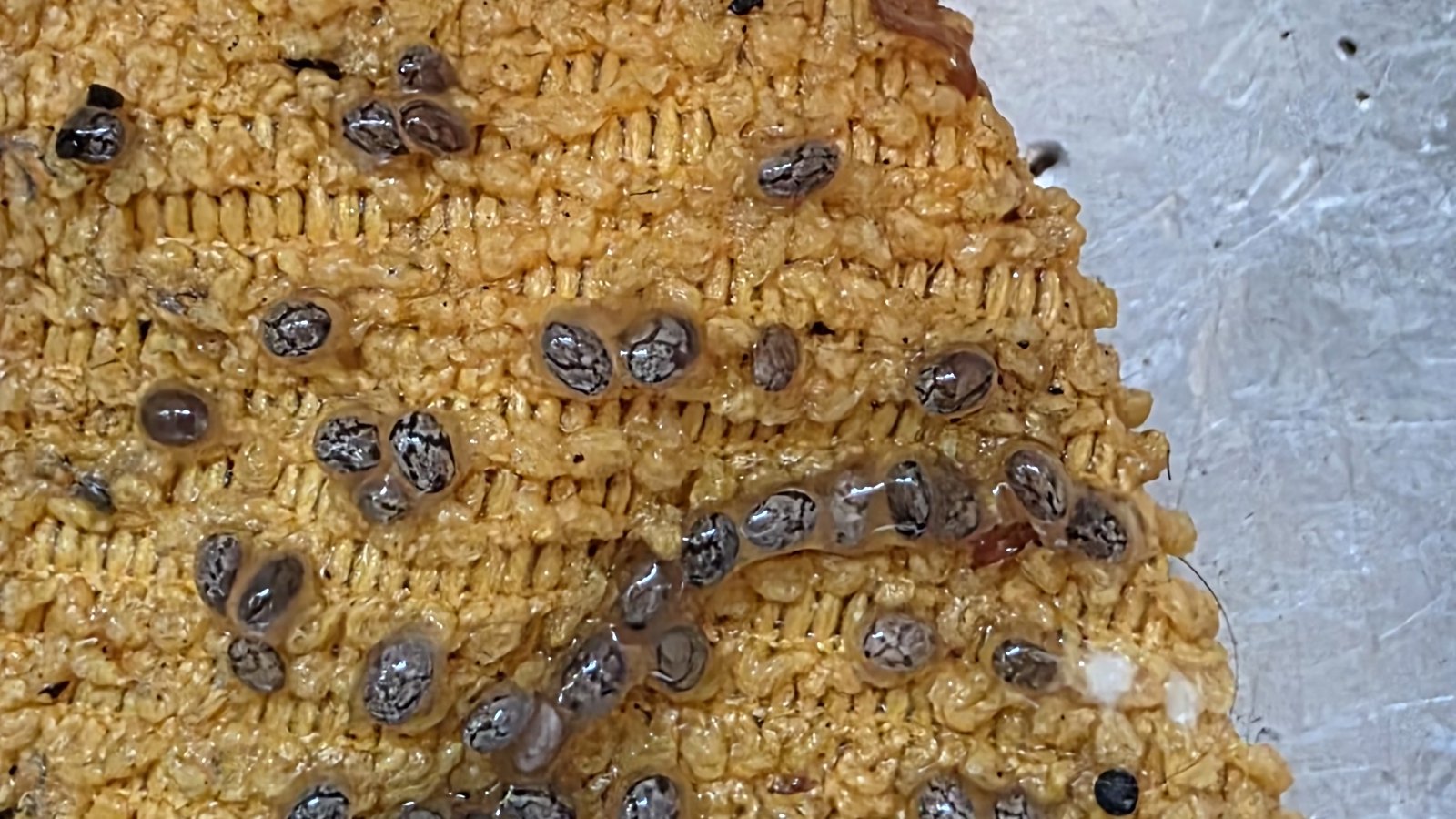 Makro detail nabobtnalých chia semínek s šedobílým mramorováním, většina v průhledné gelové kapsli, na žlutooranžové pletené látce