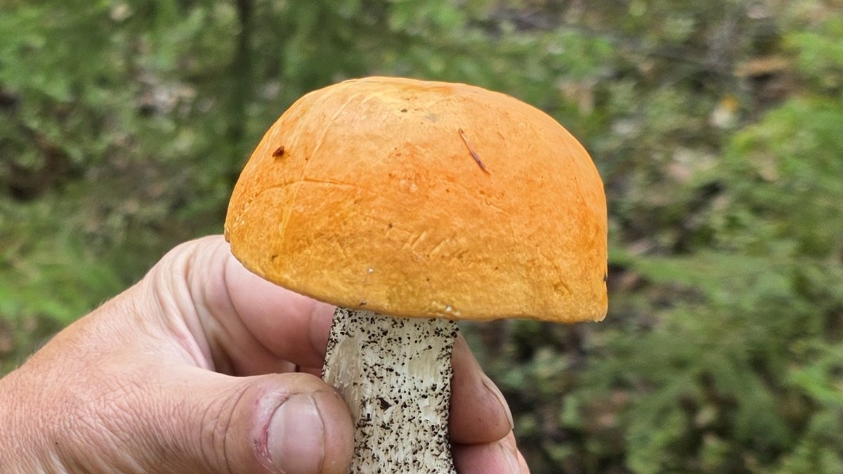 Detail klobouku a třeně mladého křemenáče březového s černými šupinkami na bílém třeni