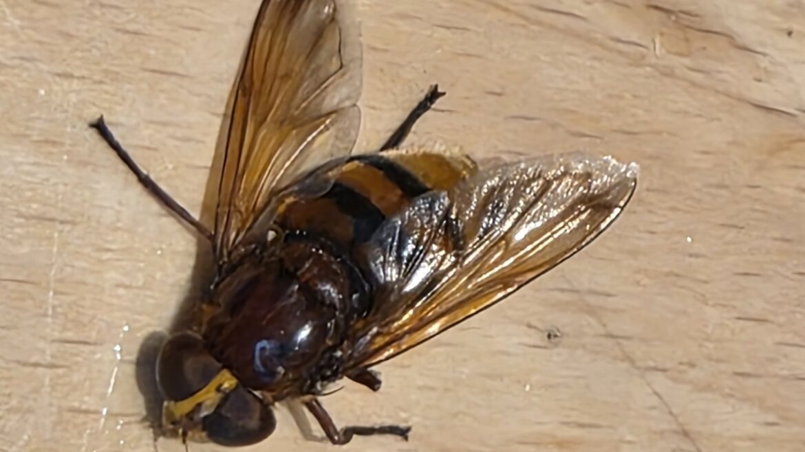 Velká moucha pestřenka sršňová leží na světlé dřevěné desce, má roztažená jantarová křídla, lesklou kaštanově hnědou hruď, oranžový zadeček s černými pruhy a žlutý obličej